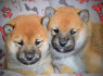 Shiba Inu šuniukai (7)