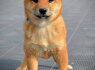 Shiba Inu šuniukai (8)