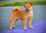Shiba Inu šuniukai (9)