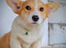 Welsh Corgi Pembroke Gražūs šuniukai (2)