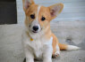 Welsh Corgi Pembroke Gražūs šuniukai (4)
