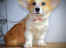 Welsh Corgi Pembroke Gražūs šuniukai (5)