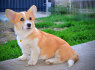 Welsh Corgi Pembroke Gražūs šuniukai (7)