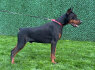 Dobermanas šuniukai pardavimui (10)