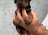 Dobermanas šuniukai pardavimui (2)