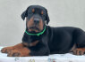 Dobermanas šuniukai pardavimui (4)