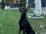 Dobermanas šuniukai pardavimui (5)