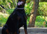Dobermanas šuniukai pardavimui (6)