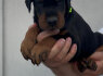 Dobermanas šuniukai pardavimui (7)