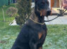 Dobermanas šuniukai pardavimui (8)