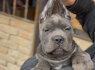 Cane Corso šuniukai (4)