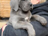 Cane Corso šuniukai (5)