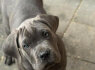 Cane Corso šuniukai (7)