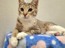 Labai draugiška, jauna sterilizuota katytė ieško namų (7)