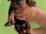 Dobermanas Parduodami šuniukai (3)