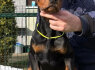 Dobermanas Parduodami šuniukai (4)