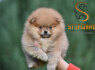 Pomeranian BOO Nuostabūs šuniukai (2)