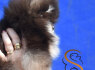 Pomeranian BOO Nuostabūs šuniukai (3)