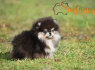 Pomeranian BOO Nuostabūs šuniukai (4)