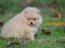 Pomeranian BOO Nuostabūs šuniukai (5)