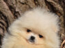 Pomeranian BOO Nuostabūs šuniukai (7)