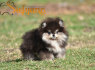 Pomeranian BOO Nuostabūs šuniukai (8)