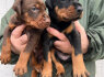Dobermanas šuniukai pardavimui (3)