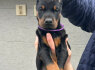 Dobermanas šuniukai pardavimui (4)