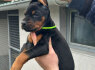 Dobermanas šuniukai pardavimui (6)