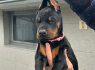 Dobermanas šuniukai pardavimui (8)