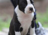 American Staffordshire Terrier šuniukai (6)