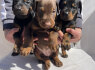 Dobermanų šuniukai (2)