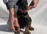 Dobermanų šuniukai (5)