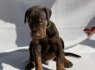 Dobermanų šuniukai (6)