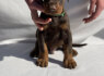 Dobermanų šuniukai (7)