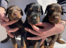 Dobermanų šuniukai (8)