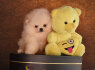 Pomeranian BOO Aukščiausios kokybės šuniukai (2)