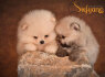 Pomeranian BOO Aukščiausios kokybės šuniukai (3)