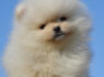 Pomeranian BOO Aukščiausios kokybės šuniukai (6)