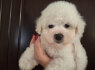 Bichon Fris Gražūs Šuniukai (1)