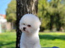 Bichon Fris Gražūs Šuniukai (2)