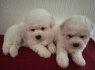 Bichon Fris Gražūs Šuniukai (3)