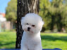 Bichon Fris Gražūs Šuniukai (4)