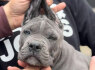 Cane Corso šuniukai