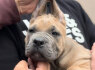 Cane Corso šuniukai (2)