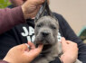 Cane Corso šuniukai (3)