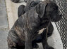 Cane Corso šuniukai (5)
