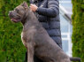 Cane Corso šuniukai (7)