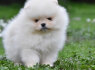 Pomeranijos špicas BOO meškiuko tipas (1)