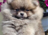 Pomeranijos špicas BOO meškiuko tipas (2)
